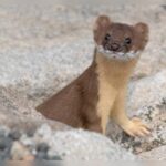 Watch: Naughty weasel caught stealing shoes at Kindergarten in Japan