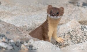 Watch: Naughty weasel caught stealing shoes at Kindergarten in Japan