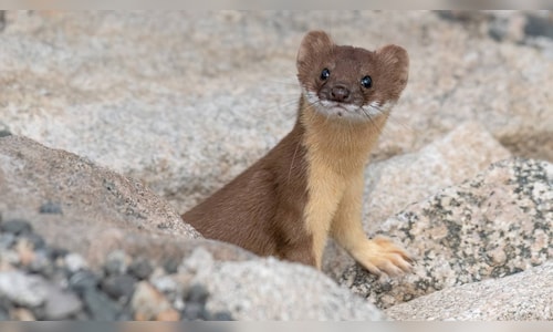 Watch: Naughty weasel caught stealing shoes at Kindergarten in Japan