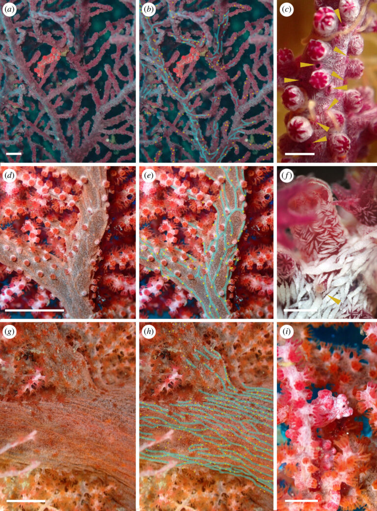 Worm species thought to have disappeared has been appearing in photos of pygmy seahorses all along