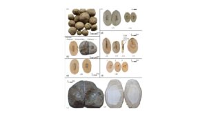 Rare Cave Pearls with Ancient Pottery Discovered in Jerusalem’s Joweizeh Tunnel