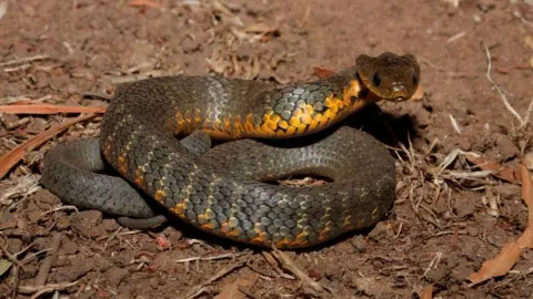 Getty Images A snake curled up with green scales and a yellow belly