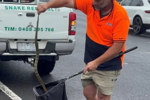 VictoriaPolice/X A man holds the end of the tiger snake by its tail as he puts it in a black sack on the end of a pole