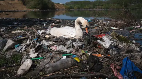 Getty Images Swan sits in Danube River surrounded by plastic rubbish