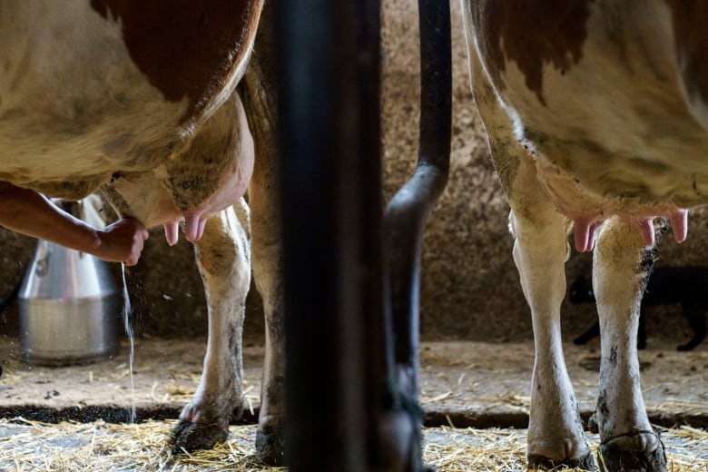 Two cow udders are shown, alongside cow hooves.