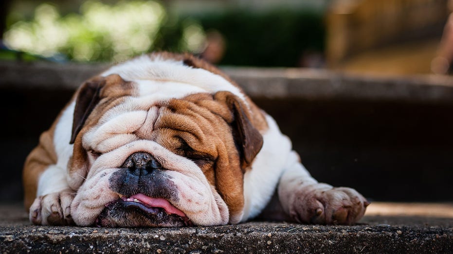 Lazy Bulldog Puppy