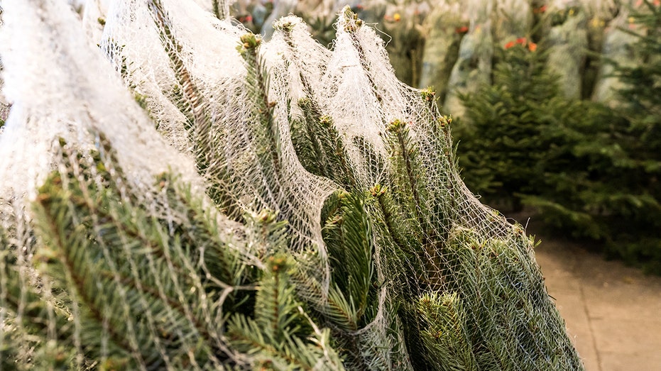 Christmas tree in netting