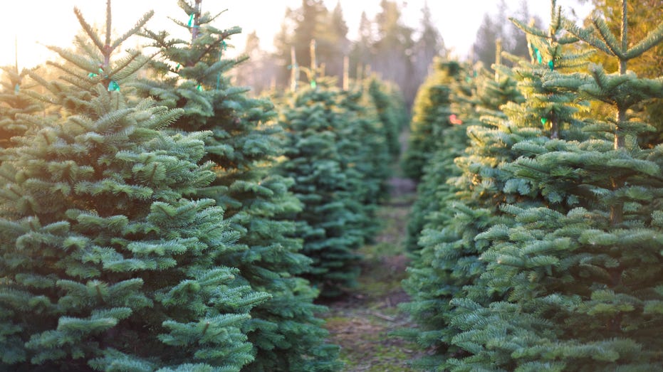 Row of beautiful and vibrant Christmas trees