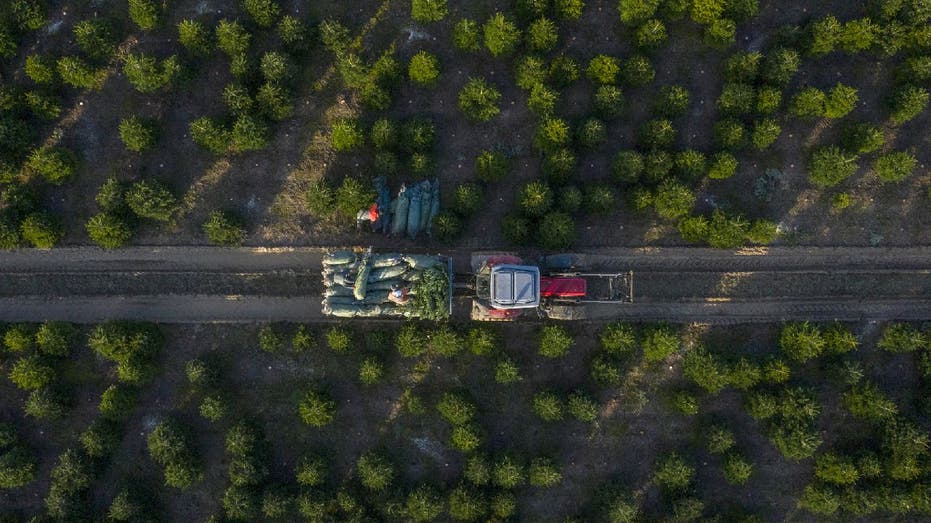 christmas tree truck