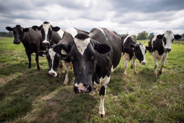 A half dozen dairy cows are pictured standing on a field. They are standing in a v-shaped formation, with my middle cow close to the camera lens.