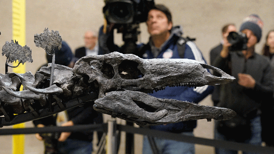 The stegosaurus fossil nicknamed Apex is unveiled to the media at the American Museum of Natural History in New York, December 5, 2024. Billionaire Kenneth C. Griffin, who bought the stegosaurus fossil for $44.6 million, is loaning it to the museum for four years. (Photo by TIMOTHY A. CLARY / AFP) (Photo by TIMOTHY A. CLARY/AFP via Getty Images)