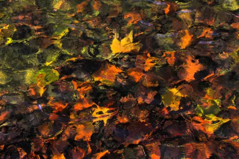 Ian Refault Autumn leaves in water