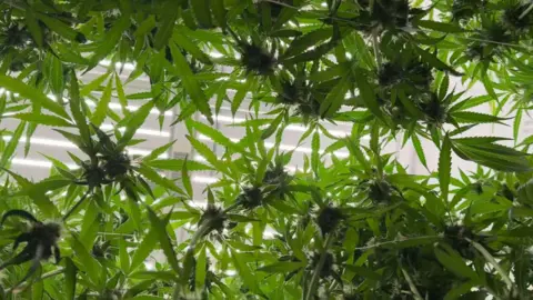 Cannabis plants pictured through the leaves