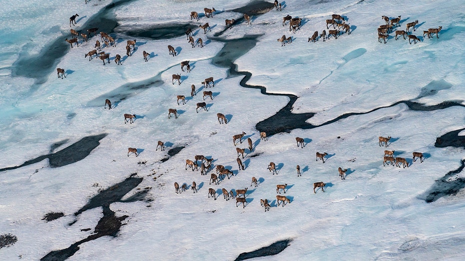 Caribou in Alaska