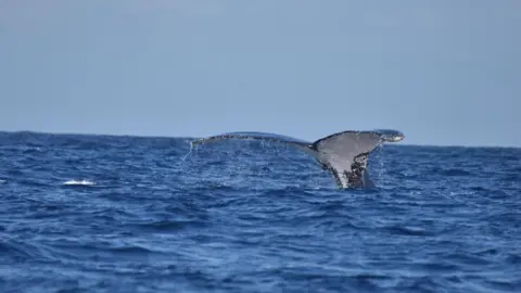 Ekaterina Kalashnikova Tail fin of a humpback whale