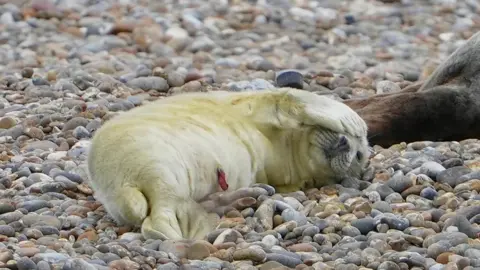 Stuart Howells/BBC A seal pup with thick white fur is pictured lying on a shingle beach with its front flippers covering its head. The tail of an older seal is pictured to the right of the image.