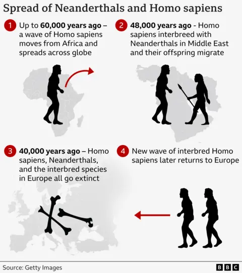 BBC News Four panels showing how 1. Humans left Africa, 2 interbred with Neanderthals 48,000 years ago, 3. 40, 000  years ago Both species of humans go extinct in Europe 4. A new wave of interbred Homo sapiens move in