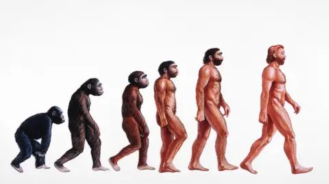 DAVID GIFFORD / SCIENCE PHOTO LIBRARY Stages in human evolution, illustration. At left, Proconsul (23-15 million years ago) is shown as an African ape with both primitive and advanced features. From it Australopithecus afarensis (>4- 2.5 Myr BP) evolved and displayed a bipedal, upright gait walking on two legs. Homo habilis (2.5 Myr BP) was truly human ('homo')