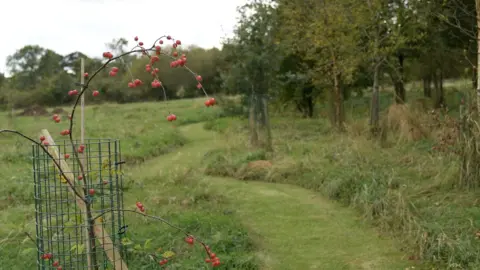 A grass field with trees to the right of a windy mown grass path which runs down the centre of the picture. In the foreground on the left is a young tree with red berries, supported by wire around the trunk.