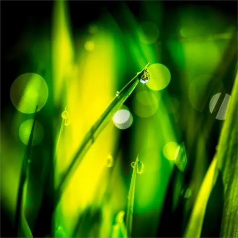 Tony Cook Dew drops on green shoots