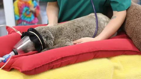 Tiffanie Turnbull/BBC A woman holds a stethoscope to a koala wearing a mask on an examination table at a vet hospital