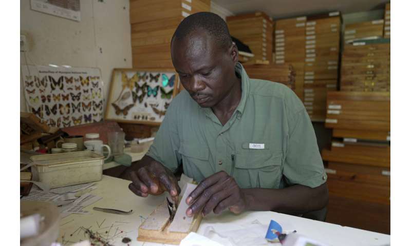 A butterfly collector in Africa with more than 4.2 million seeks to share them for the future