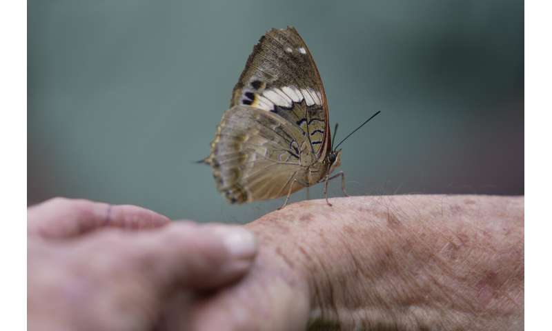 A butterfly collector in Africa with more than 4.2 million seeks to share them for the future