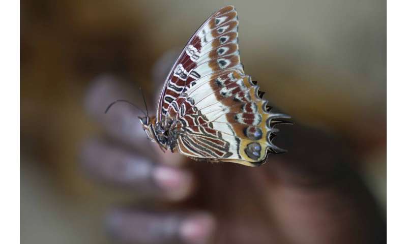 A butterfly collector in Africa with more than 4.2 million seeks to share them for the future