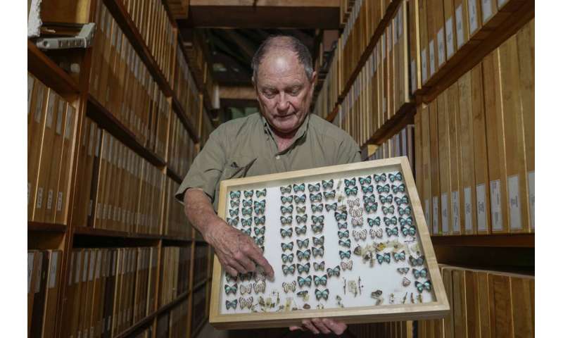 A butterfly collector in Africa with more than 4.2 million seeks to share them for the future