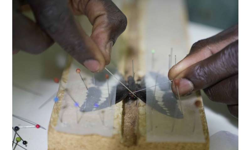 A butterfly collector in Africa with more than 4.2 million seeks to share them for the future