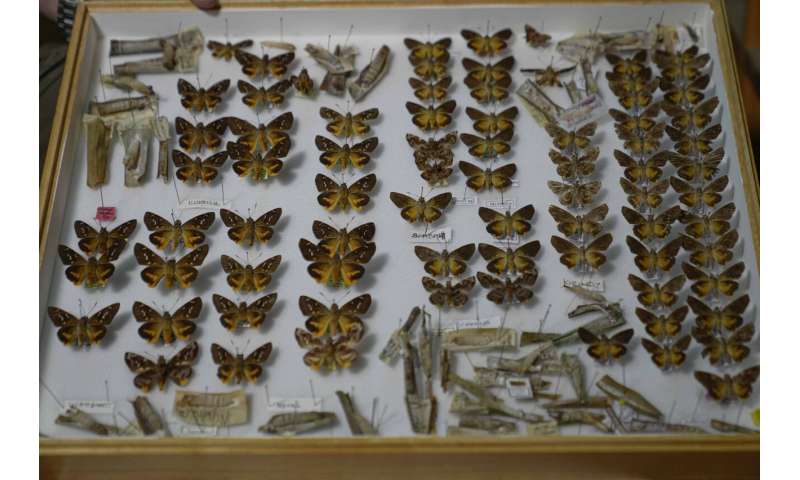 A butterfly collector in Africa with more than 4.2 million seeks to share them for the future