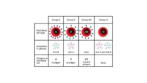 Understanding Blood Types: Rare Groups Beyond ABO and Rh Factor Explained