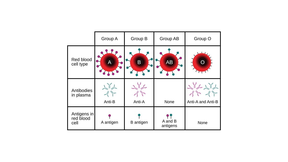 Understanding Blood Types: Rare Groups Beyond ABO and Rh Factor Explained