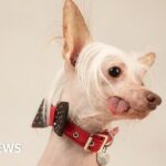 Peterborough pooch Muppet is crowned Britain’s ugliest dog