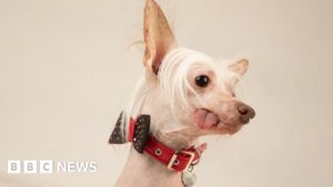 Peterborough pooch Muppet is crowned Britain’s ugliest dog