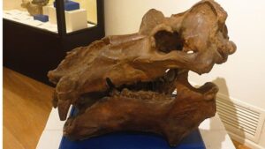 Digital Reconstruction of Dwarf Hippopotamus Skull from Crete Sheds Light on Evolution