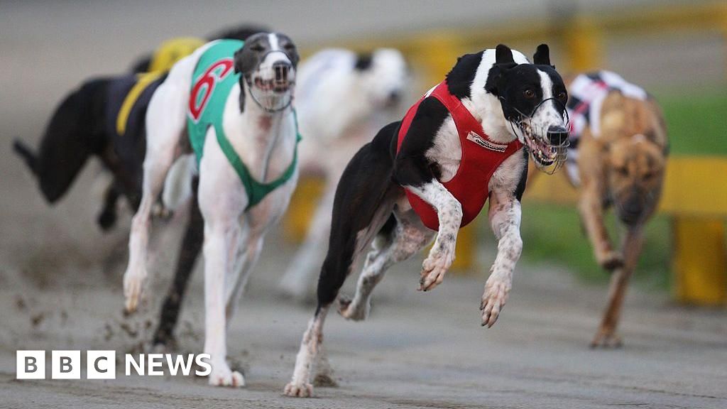 New Zealand to ban greyhound racing, citing high injury rates