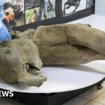 Scientists unveil 50,000-year-old baby mammoth carcass