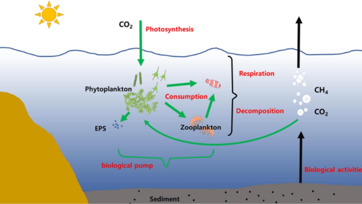 Plankton’s Ability To Sequester Carbon Is Influenced by Ocean Density, Study Shows