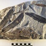 Alien Plant Fossil Discovered Near Utah, Cannot Be Linked to Any Known Plant Family