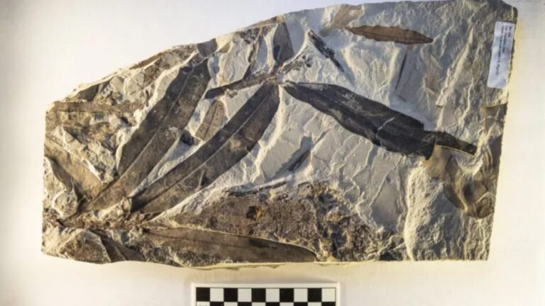 Alien Plant Fossil Discovered Near Utah, Cannot Be Linked to Any Known Plant Family