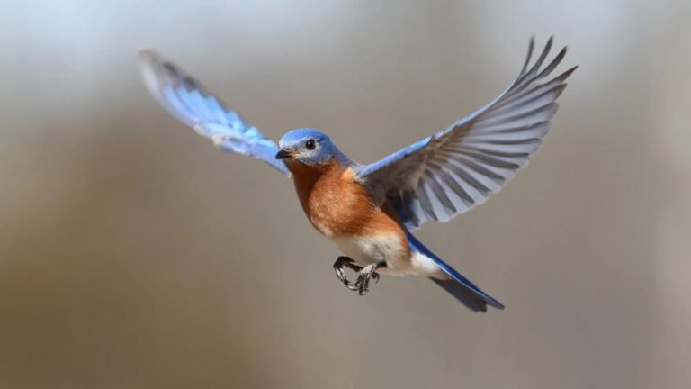 Feather-Inspired Wing Flaps Could Boost Aircraft Lift and Performance, Claims New Study