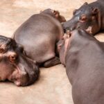 Meet Haggis: An Incredibly Rare Pygmy Hippo Born at Edinburgh Zoo