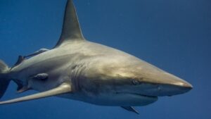 Pregnant Great White Shark Killed in Queensland to Aid in Scientific Research