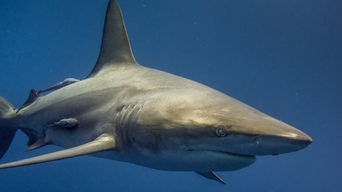 Pregnant Great White Shark Killed in Queensland to Aid in Scientific Research