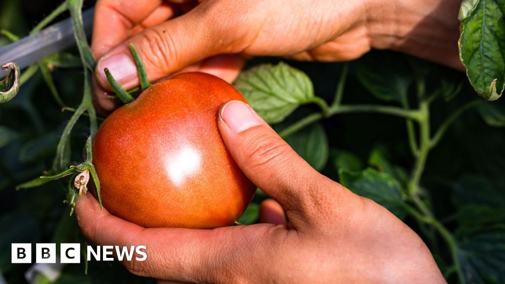 ‘Italian’ purees likely to contain Chinese forced-labour tomatoes