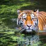 Tigress Covers 300 Km Across 3 States In 21 Days, Tranquillised In Bengal