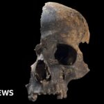 Somerset Bronze Age massacre victims likely cannibalised