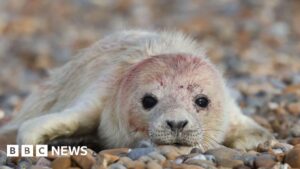 Orford Ness seal colony thriving with ‘lack of human disturbance’