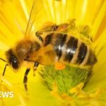 Bee-harming pesticides’ emergency approval will end, vows Defra